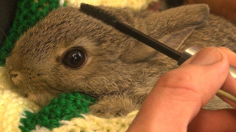 Rabbit being brushed