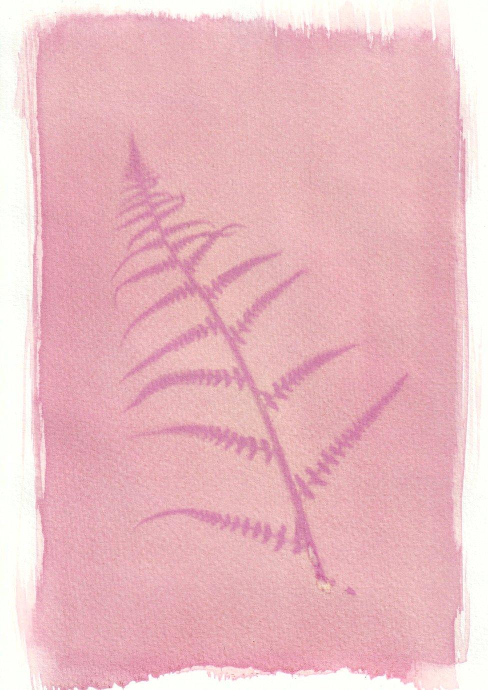 An anthotype print of a purple piece of bracken