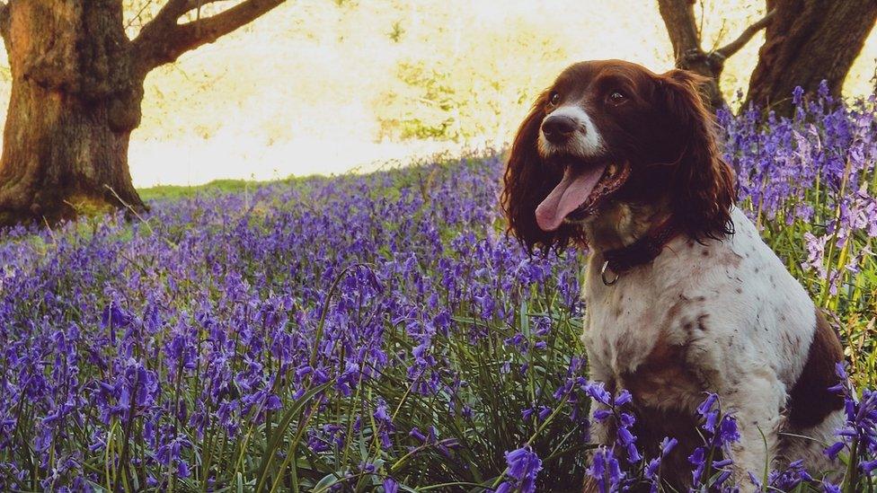 Springer spaniel sitting amongst the bluebells