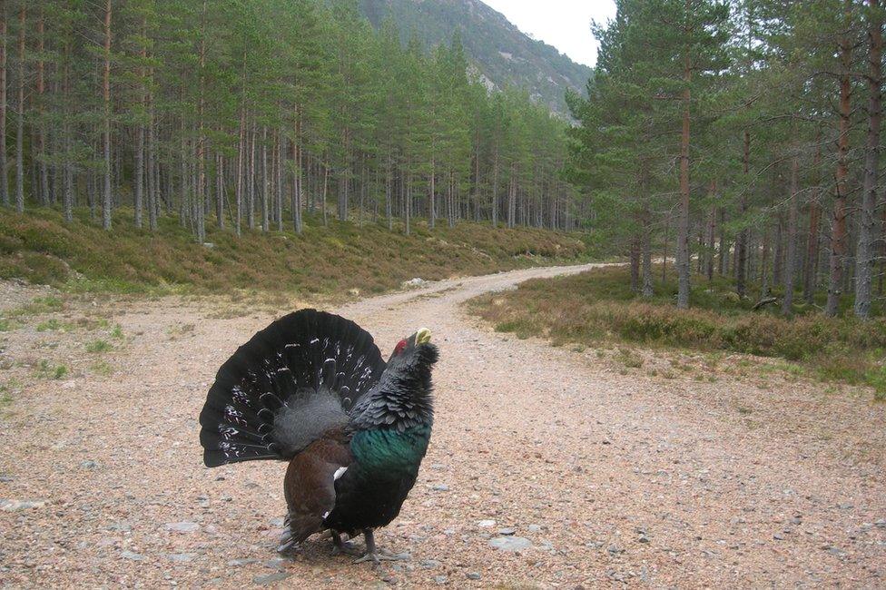 Capercaillie