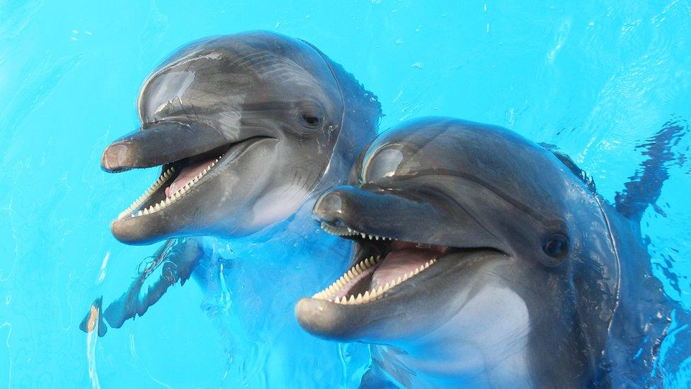 two dolphins smiling