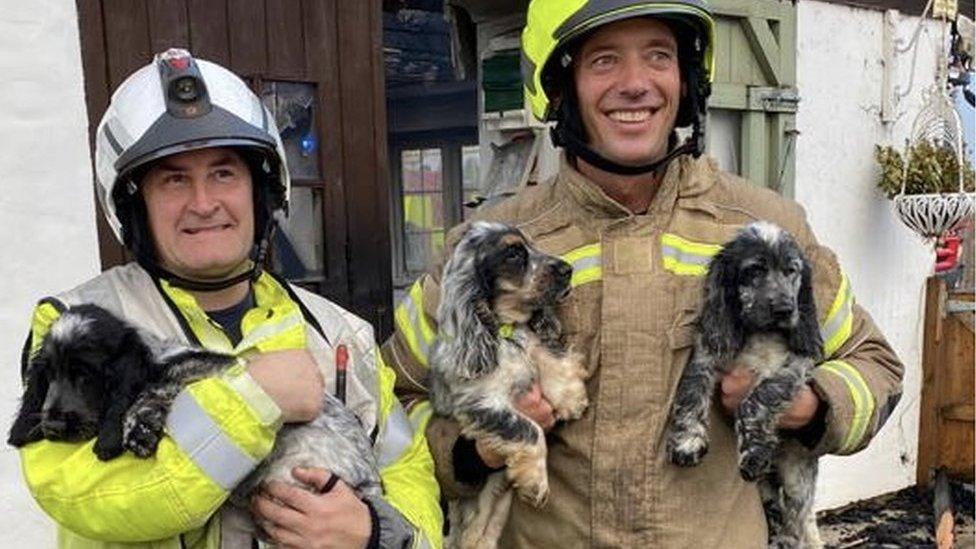 Firefighters holding the rescued dogs