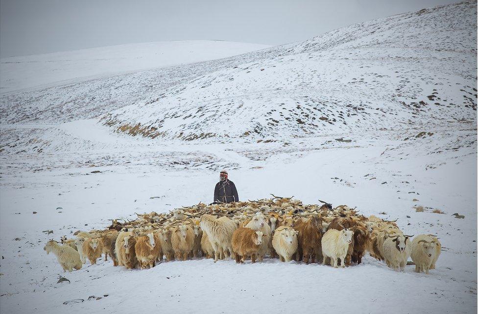 A herder with Changra goats in the snow