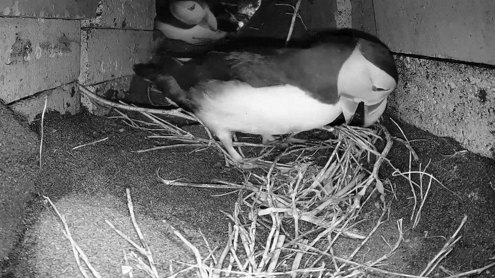 Puffins on webcam