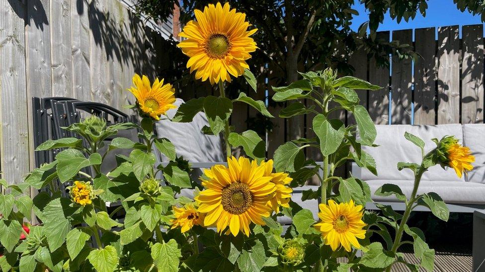 Yellow flowers