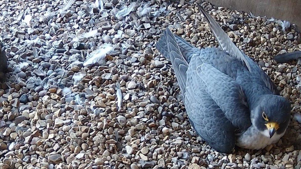 Female bird on the nest at Leicester Cathedral