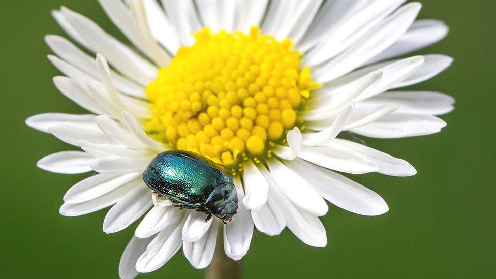 Alder leaf beetle