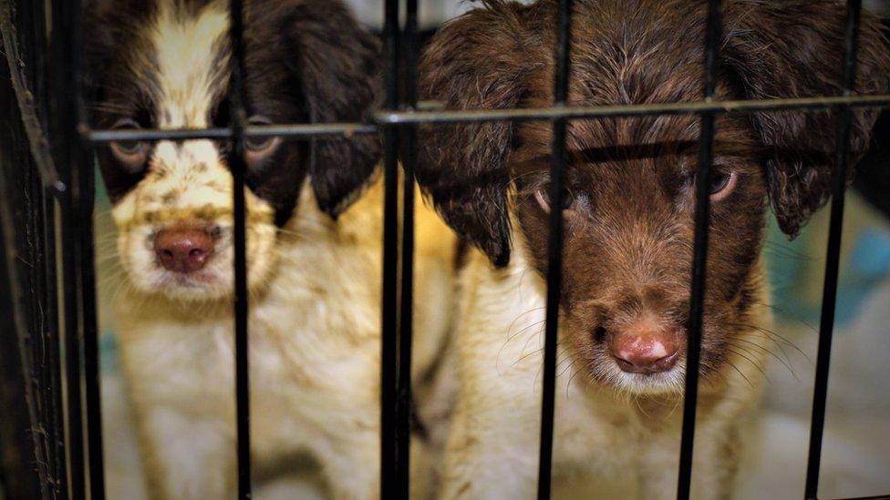 Farmed puppies in a cage