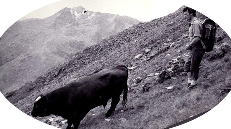 Bull on Five Sisters of Kintail Ridge