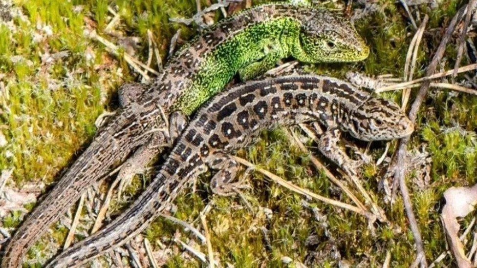 Sand Lizards