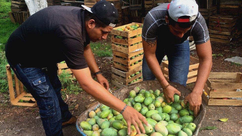 Workers pack mangoes into crates