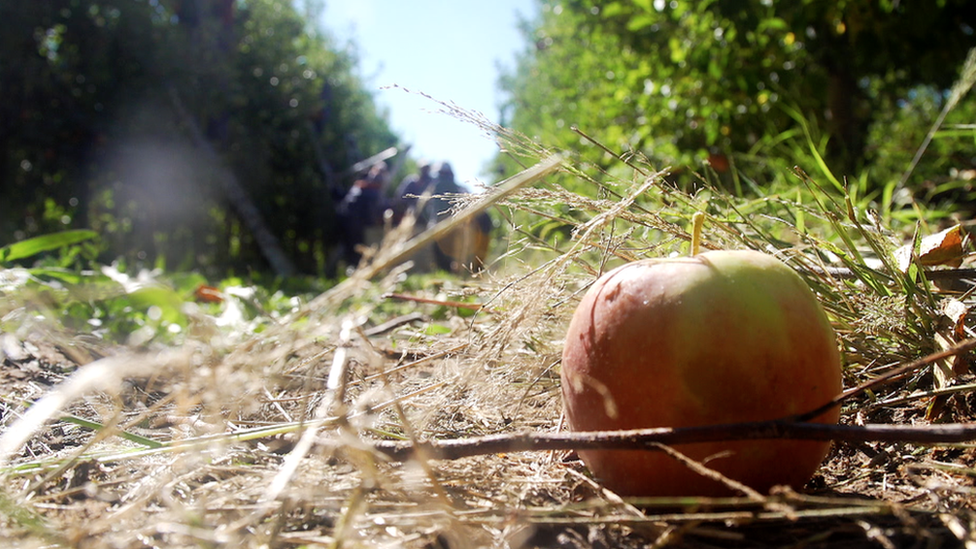 discarded apple