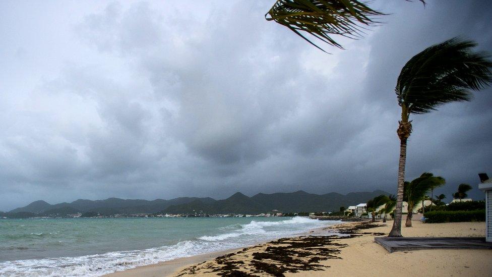 A photo of a beach scene being pounded by strong winds, blowing palm trees