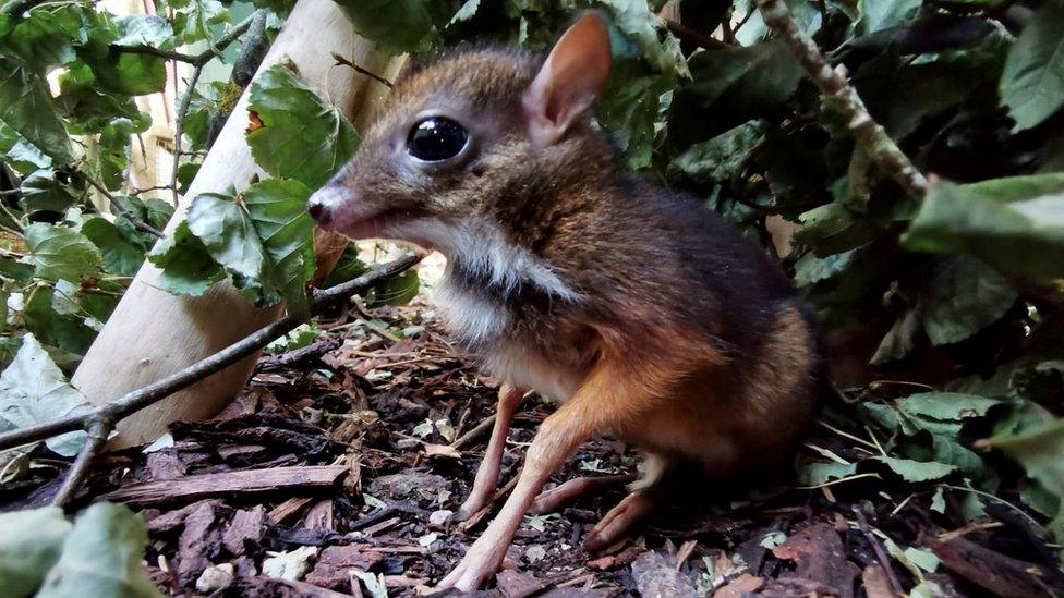 Baby mouse deer