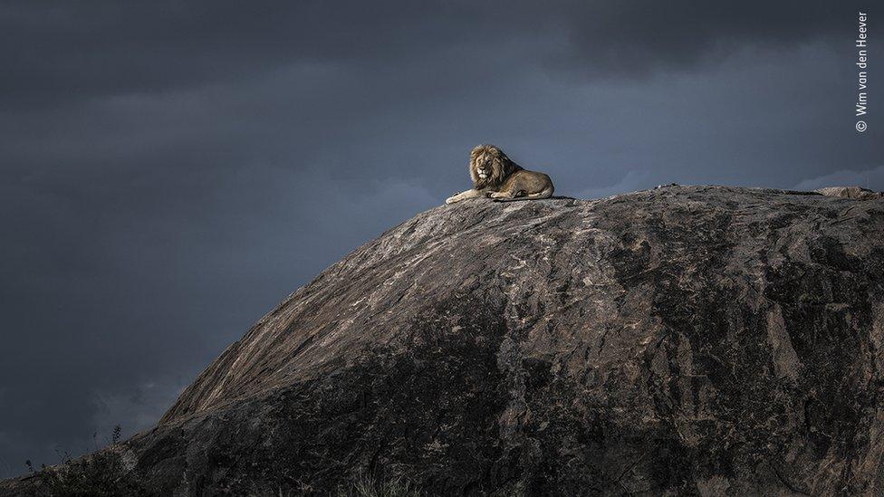 lion-lying-on-top-of-large-rock