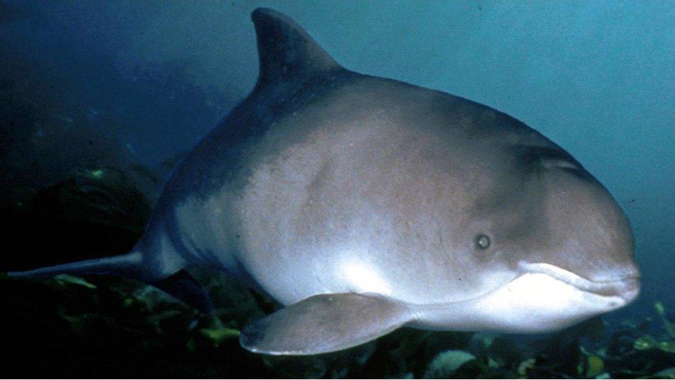 Harbour porpoise