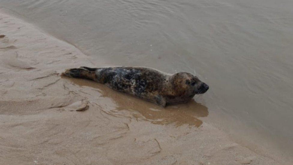 The seal at the sea