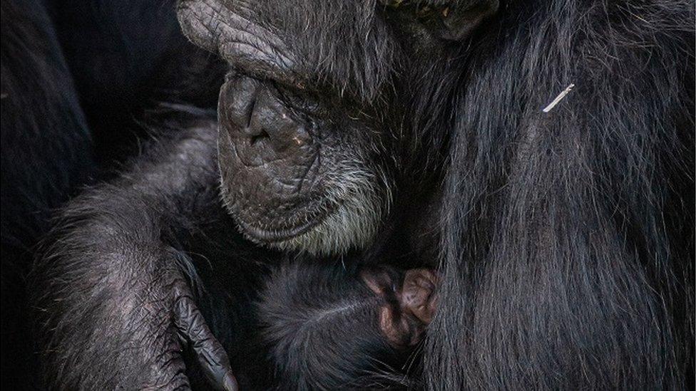 Close up of young chimp in its mum's arms.