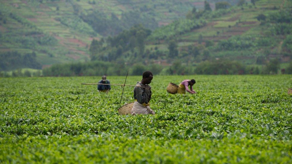 Rwandan tea pickers