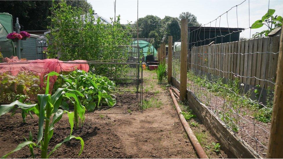 Allotment