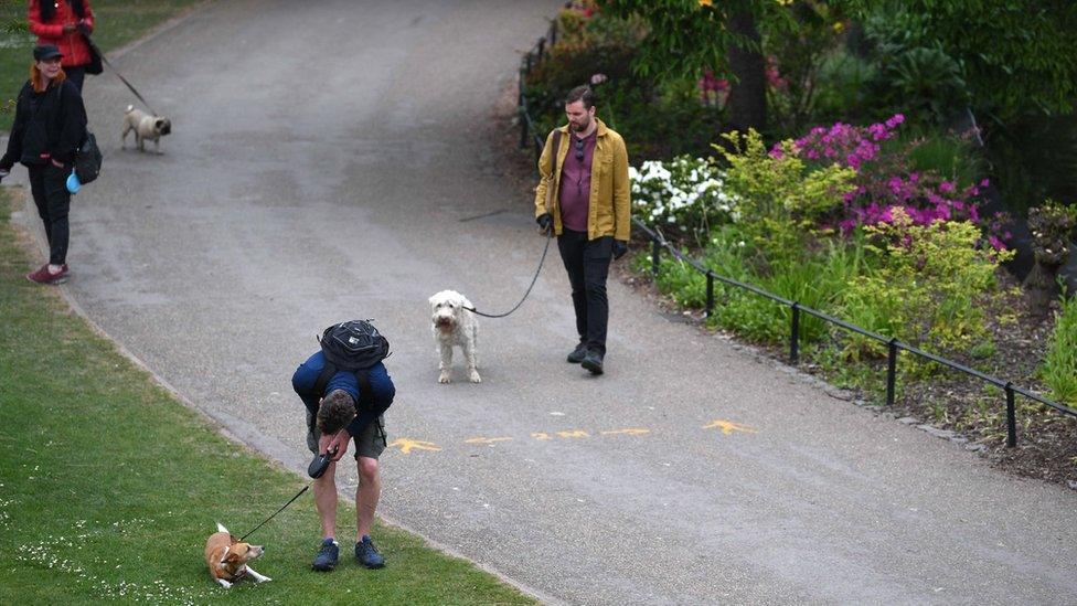 Dogs in a park