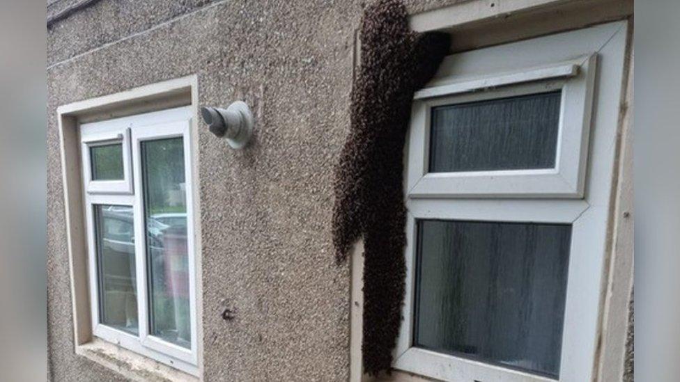 Beehive at window of property in Milton Keynes