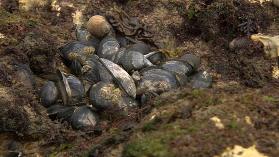 Mussels in Kent