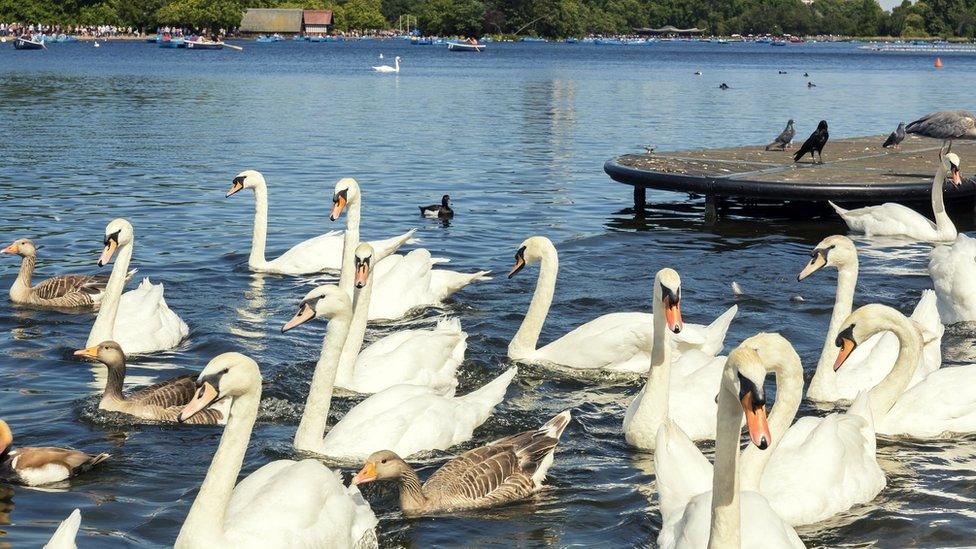 Swans in Hyde Park