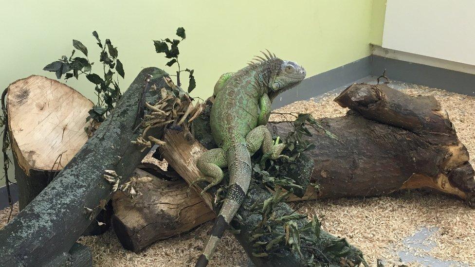 Iguana climbing onto a mini mountain of logs