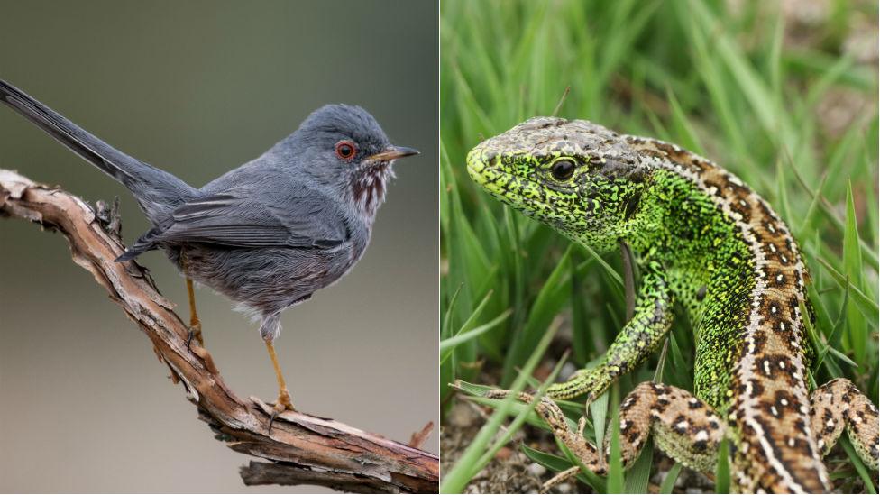 Dartford warbler and sand lizard