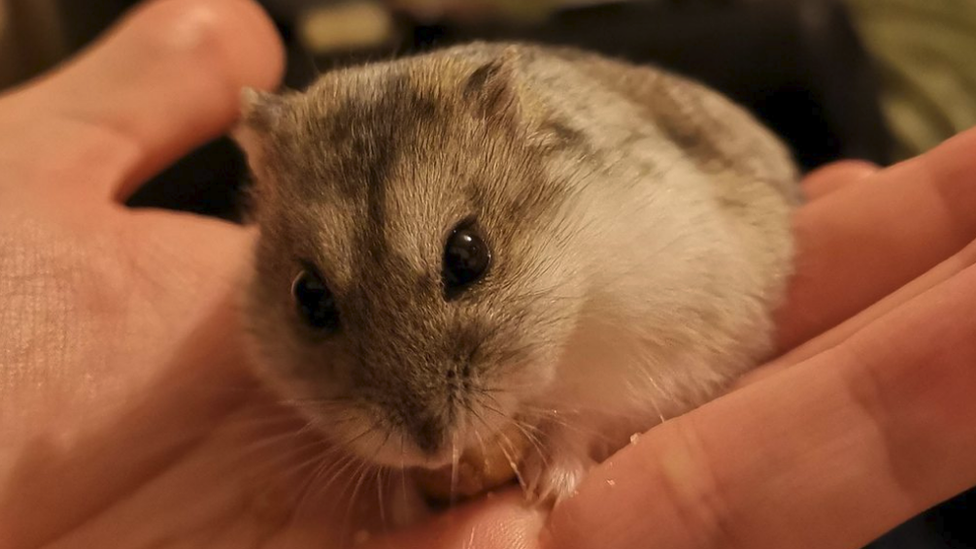 Winter white dwarf hamster