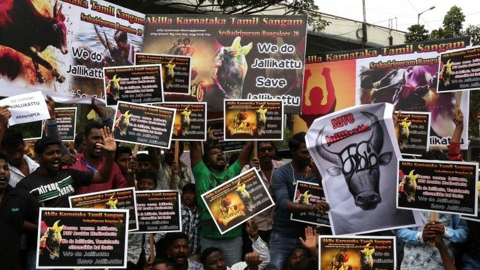 Chennai protest in support of jallikattu (21 January 2017)