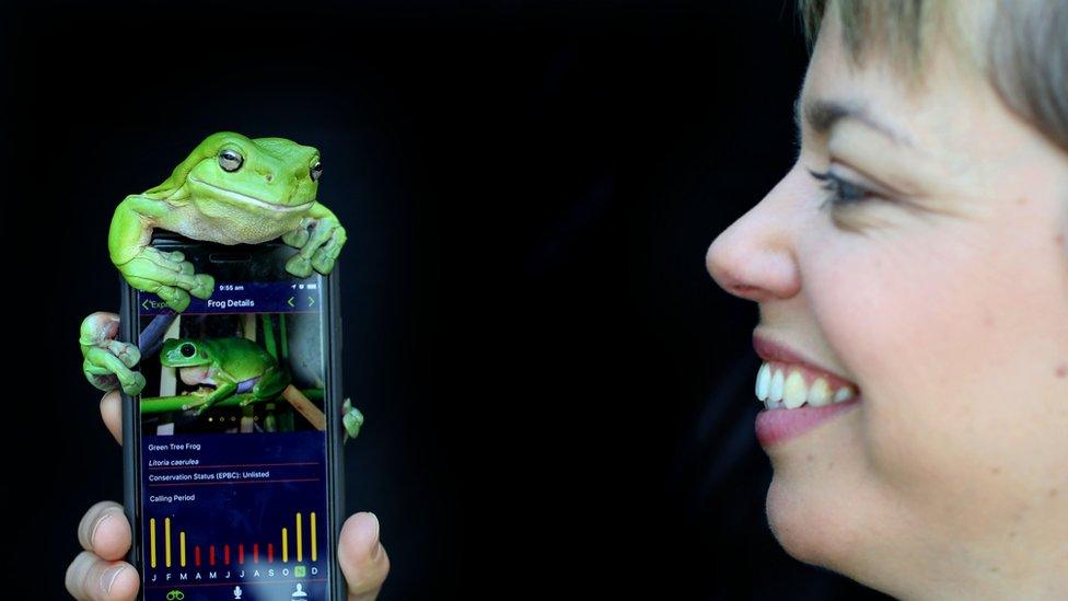 A frog on the FrogID app used by the Australian museum