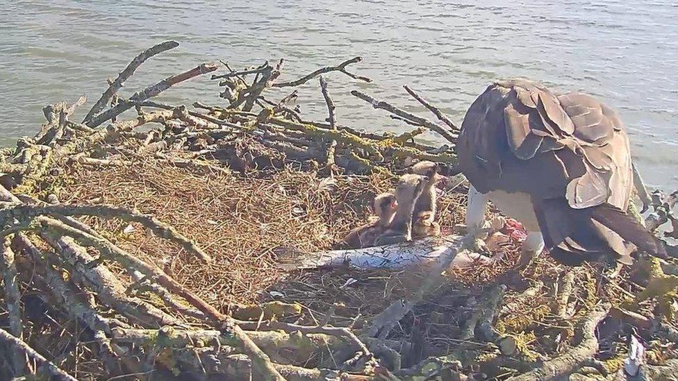 Ospreys chicks feeding