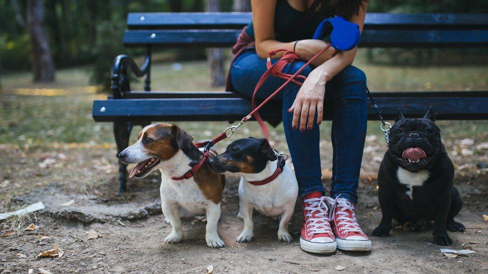 Dog walker sitting on a bench