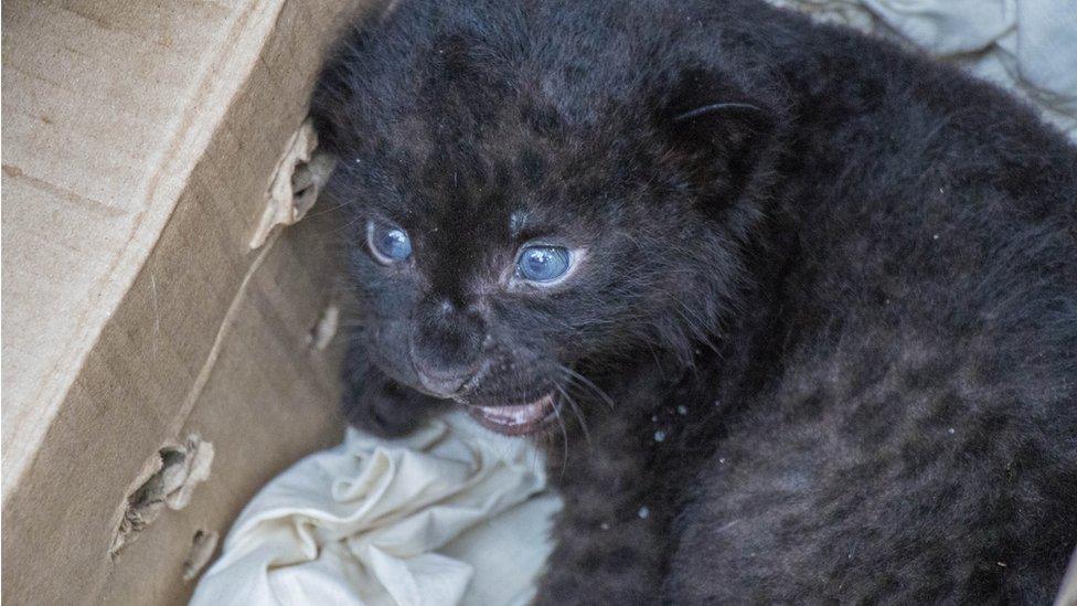 The leopard cub in the tea garden