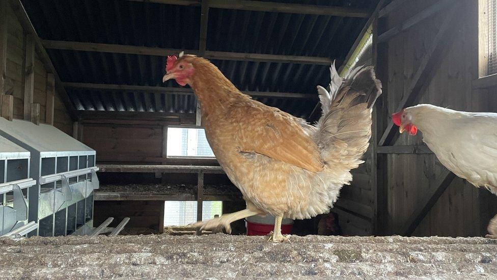 A chicken at the farm