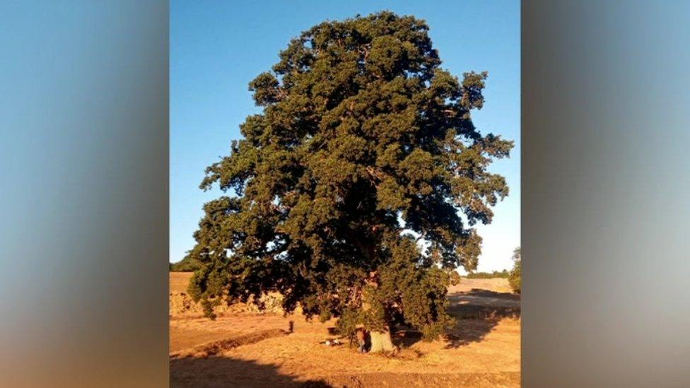 Oak Tree near Sparkford