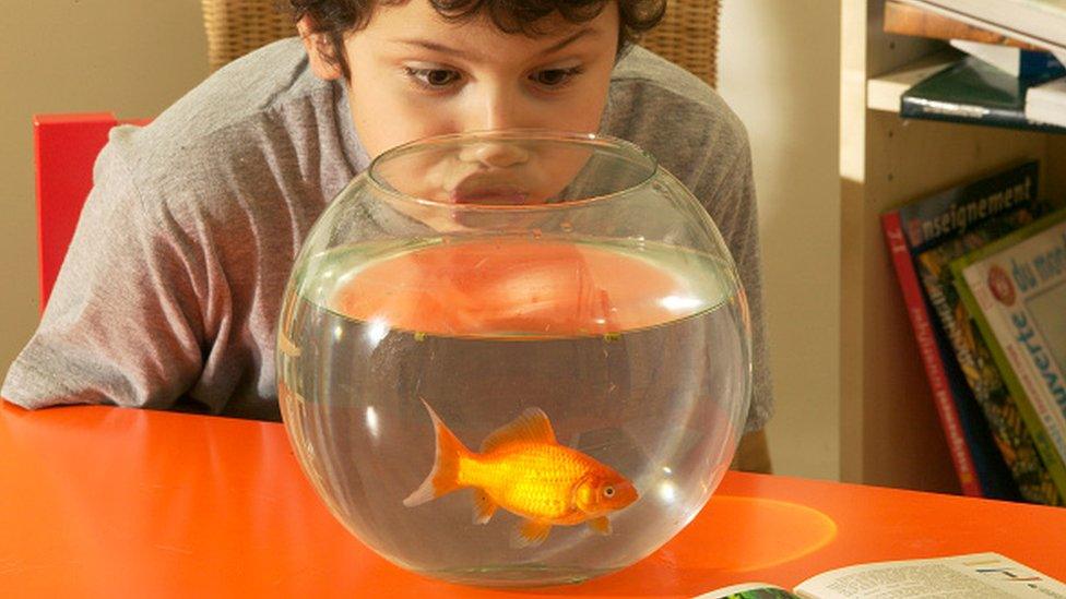 Boy looking into goldfish bowl