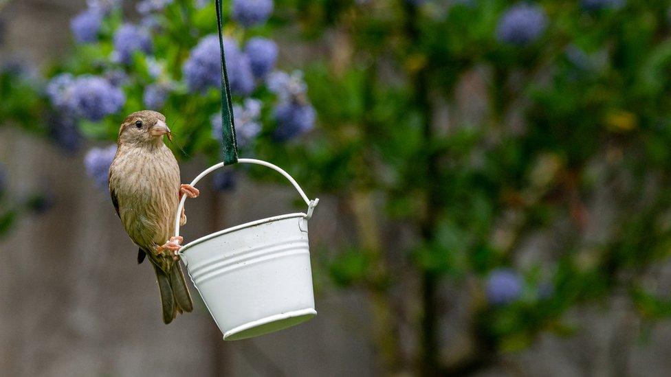 House Sparrow perched on a bird feeder