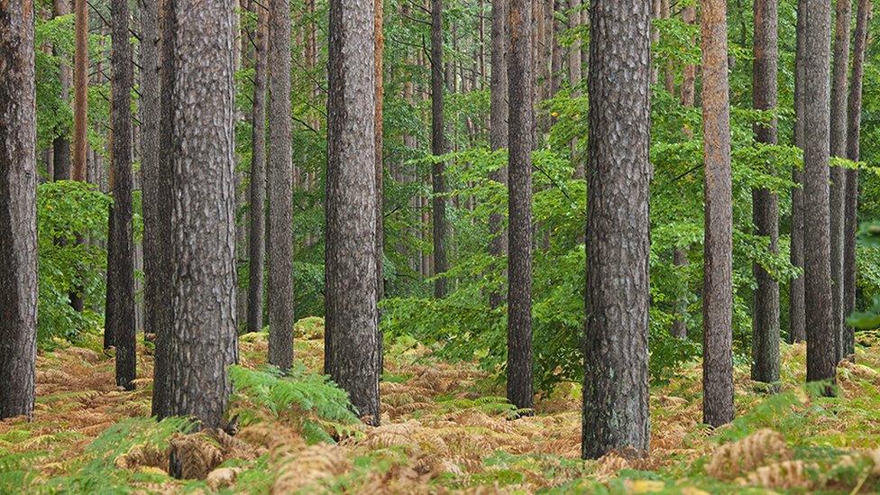 Scots pine forest