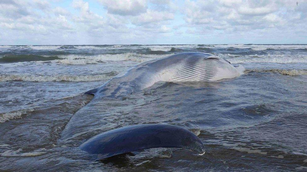 The dead fin whale on the north Norfolk coast