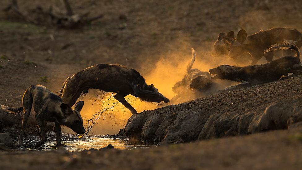 African wild dogs