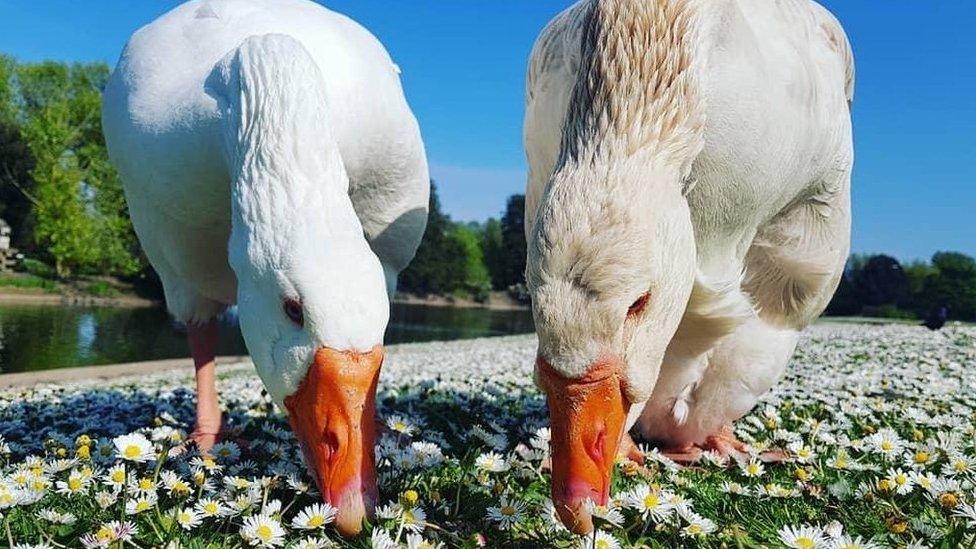 Geese Hansel, left, and Gretel, right, grazing side-by-side