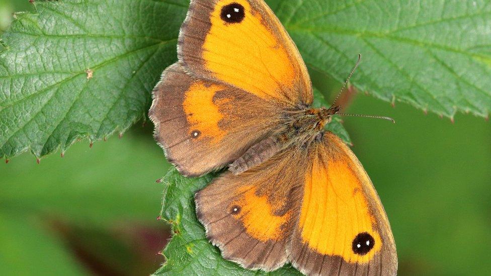 The Gatekeeper butterfly