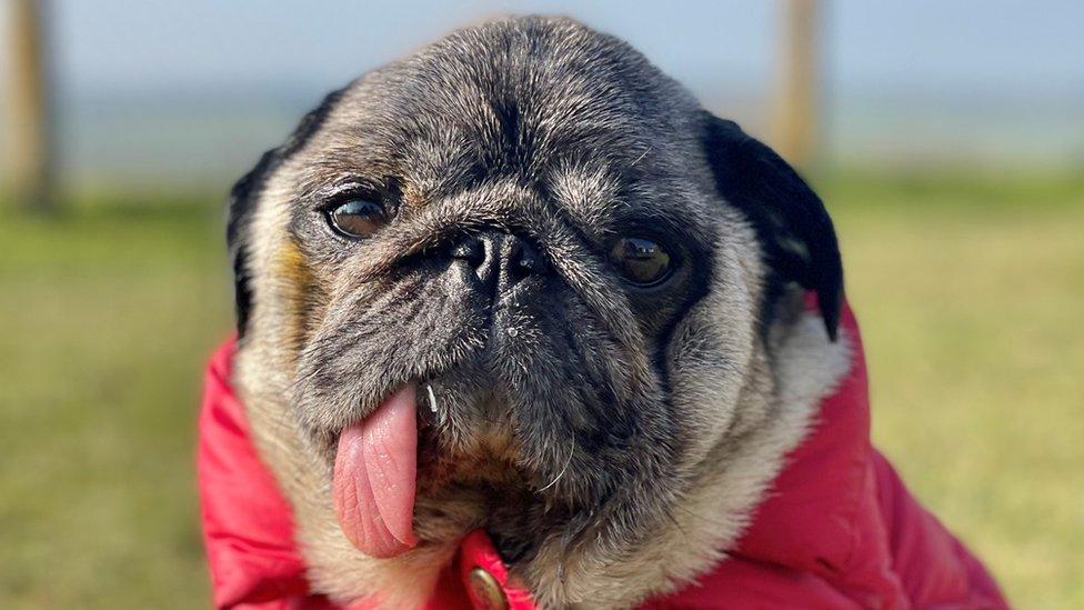 Alicia Healey's pug called Dorothy