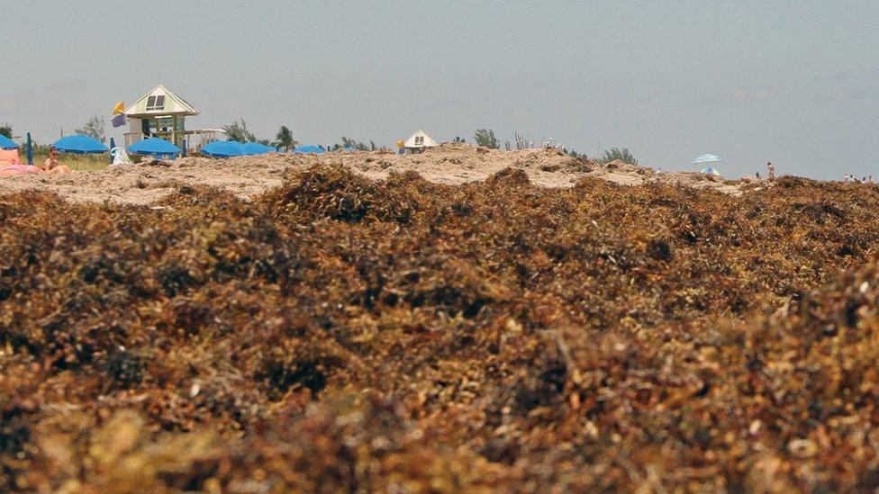 Sargassum on Delray Beach in South Florida in May 2019