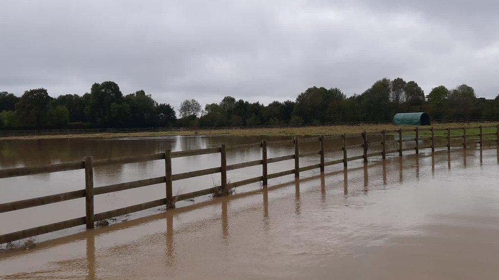 Bransby Horses