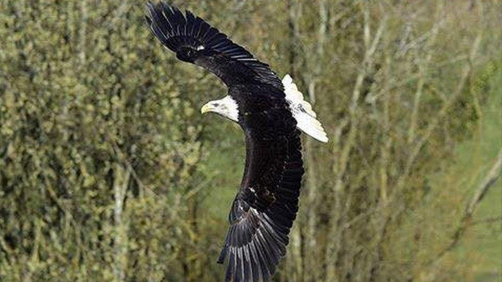 Cremorne the bald eagle