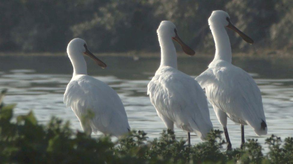 Spoonbills (stock image)